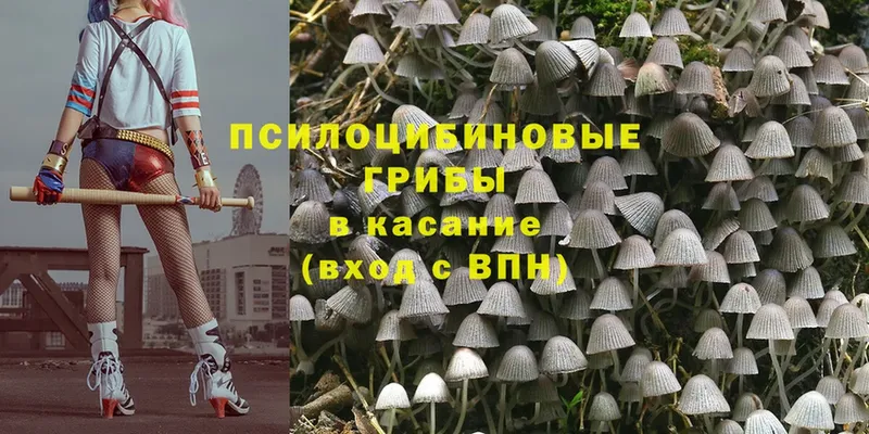 KRAKEN ССЫЛКА  Кадников  Псилоцибиновые грибы Psilocybe 